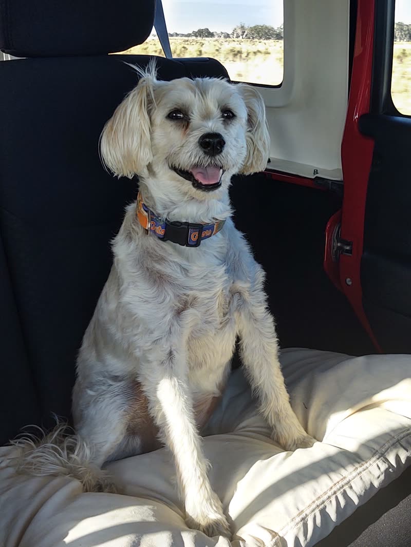 A white terrier-cross sitting up on a cushion inside the mobile grooming van