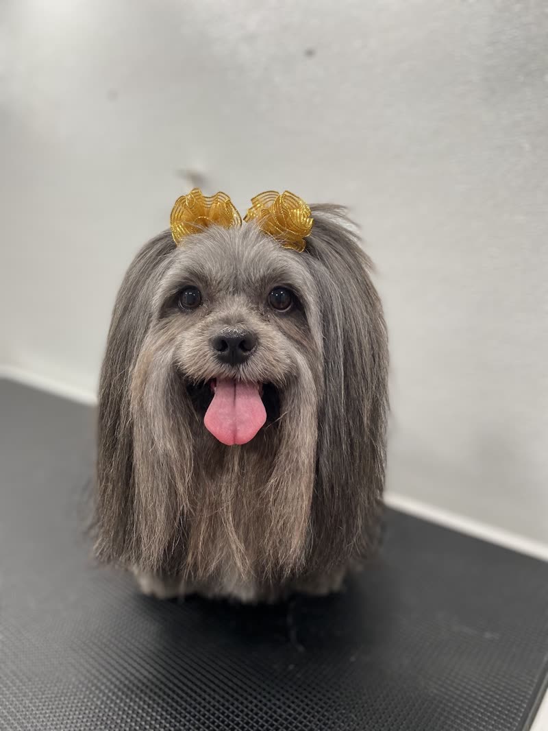 A freshly groomed terrier with yellow bows sitting on the black grooming table