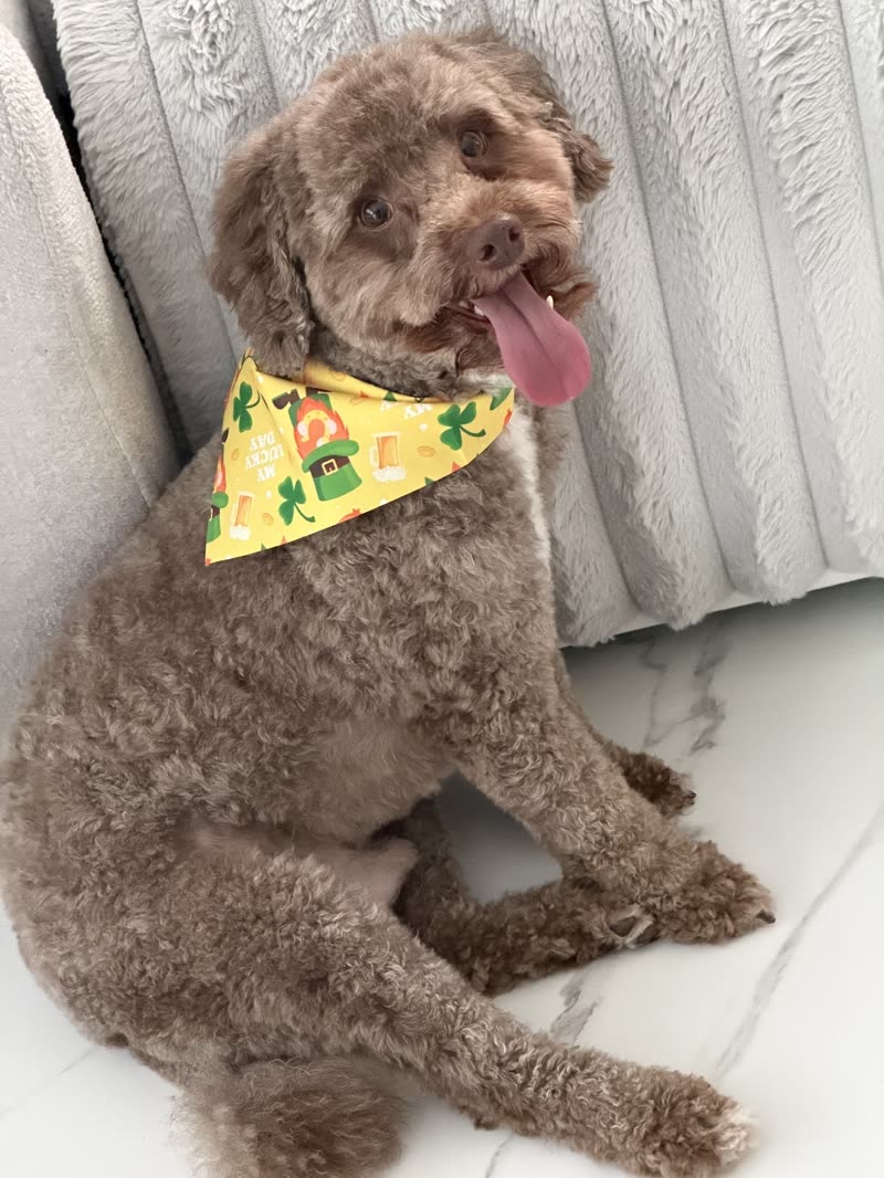 A chocolate-brown cockapoo in a bandana lying on a tiled floor after a groom