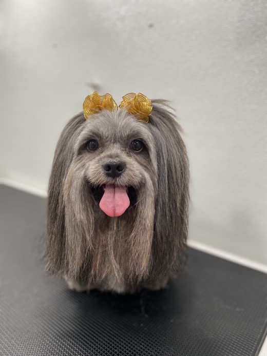 A grey and white terrier with yellow bows in its freshly tied topknot on the grooming table
